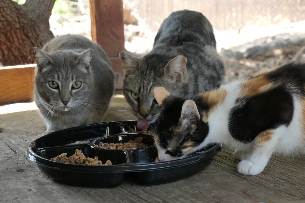 Cat Eats other Cats Food
