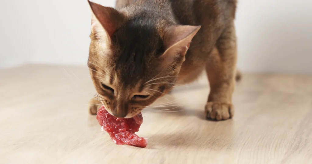 Feeding Your Cat a Raw Diet