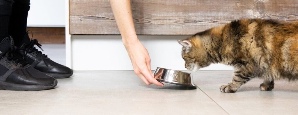 How to Feed Cat Wet Food While Away