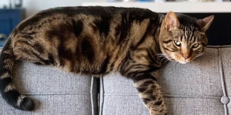 Cat Not Grooming Lower Back