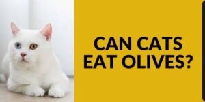 Can Cats Eat Olives