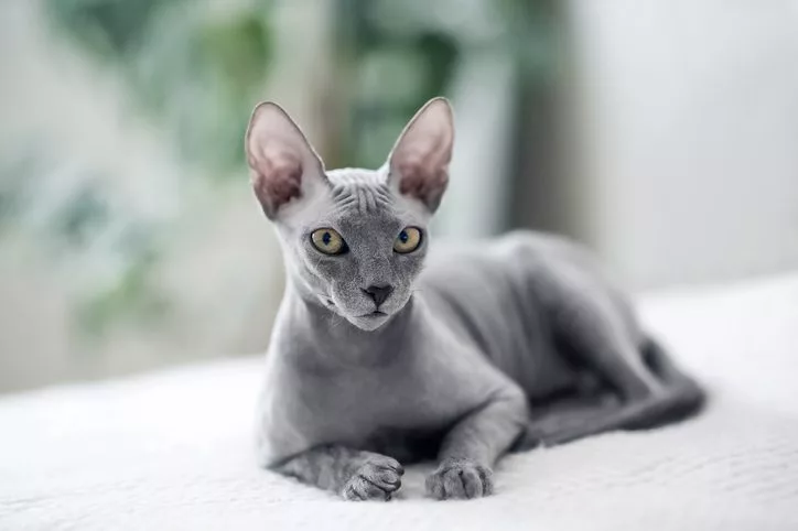 Cat Breeds That Don’t Shed