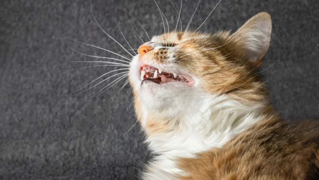 Why Your Cat Is Sneezing