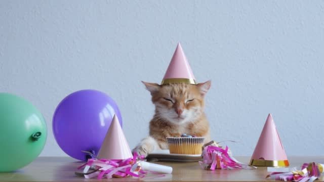 Birthday Party for Your Cat