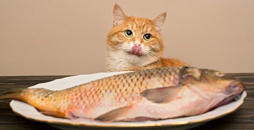 Why Do Cats Like Fish