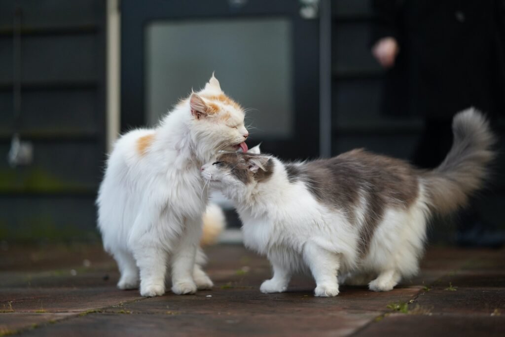 Why Do Cats Lick Each Other and Themselves