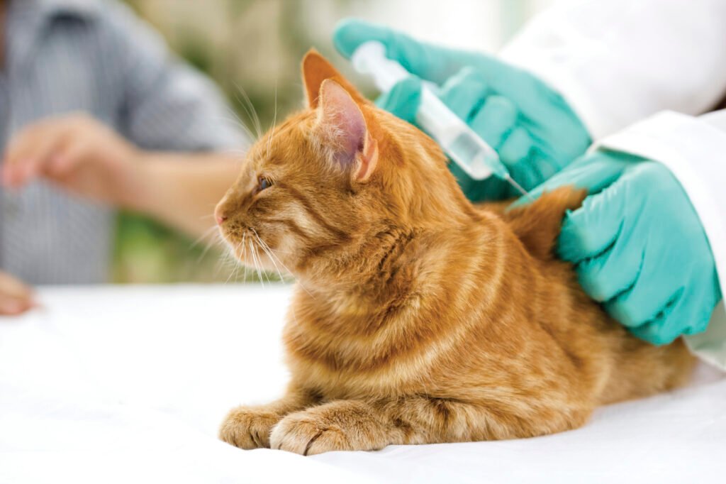 What Causes Distemper in Cats