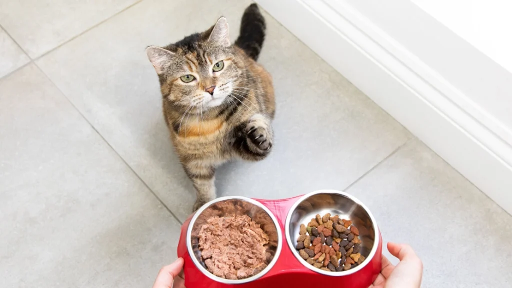 Homemade Diabetic Cat Food