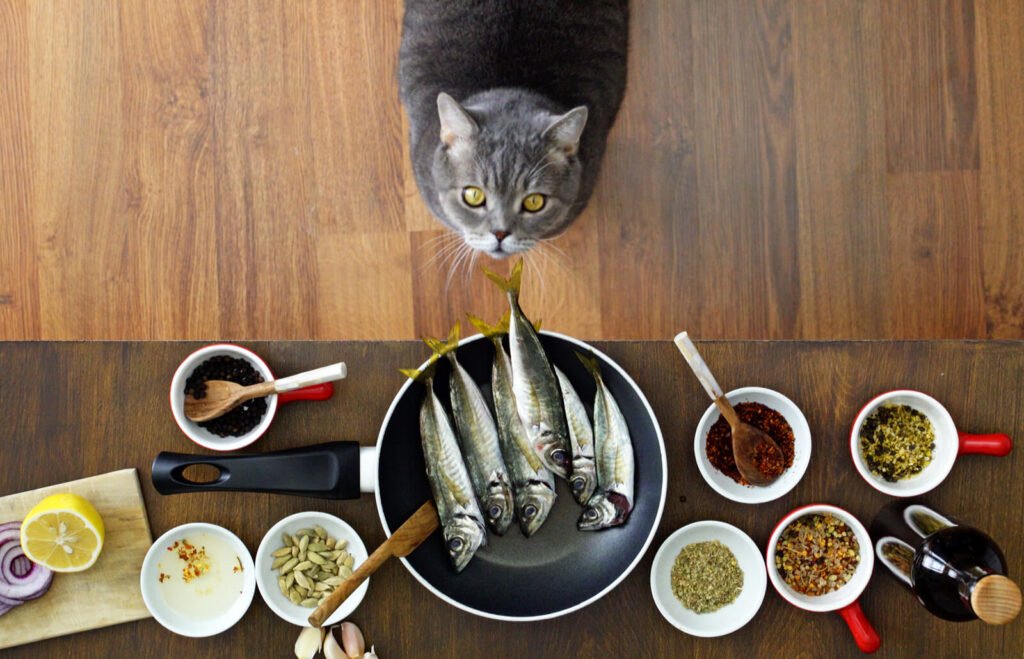 Homemade Diabetic Cat Food