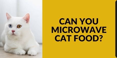 Can You Microwave Cat Food