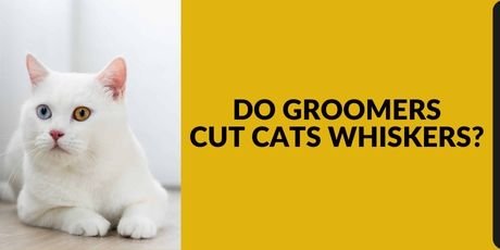 Groomer Cut Cat Whiskers