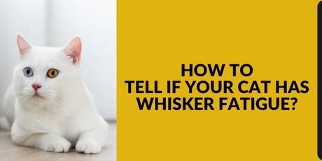 How to tell if you’re Cat Has Whisker Fatigue