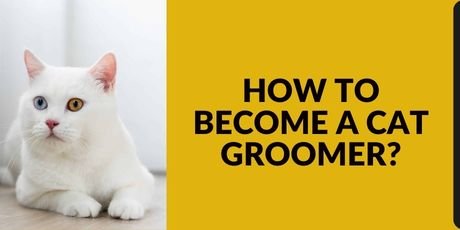 How to Become a Cat Groomer
