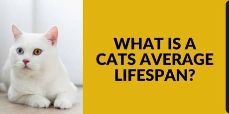What is a Cats Average Lifespan