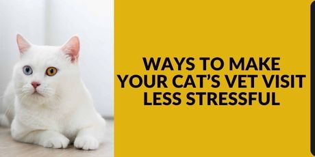 Ways to Make Your Cat’s Vet Visit Less Stressful
