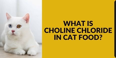 Choline Chloride in Cat Food