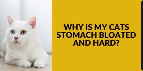 Why Is My Cats Stomach Bloated and Hard
