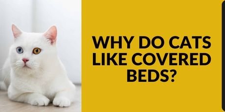 Do Cats Like Covered Beds