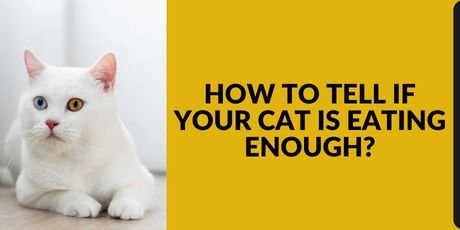 How to Tell If Your Cat is Eating Enough