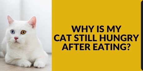 Why is my Cat Still Hungry after Eating