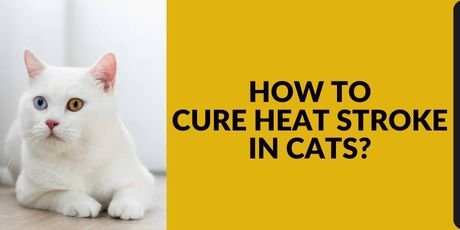 How to Cure Heat Stroke in Cats