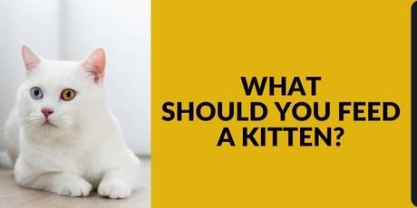 What Should You Feed a Kitten
