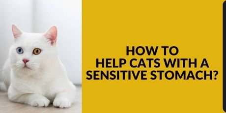 How to Help Cats with a Sensitive Stomach