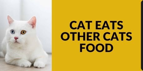 Cat Eats other Cats Food