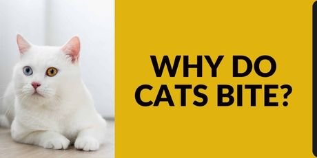 Why Do Cats Bite