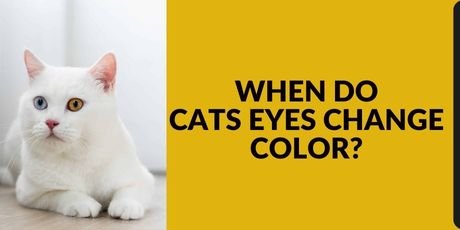 When Do Cats Eyes Change Color