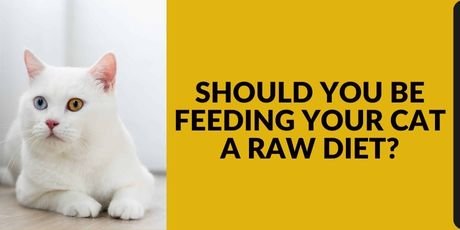 Feeding Your Cat a Raw Diet