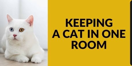 Keeping a Cat in One Room