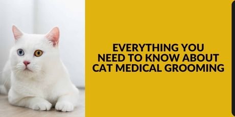 Medical Grooming for Cats