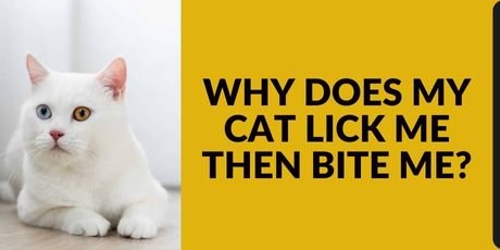 Why Does My Cat Lick Me Then Bite Me