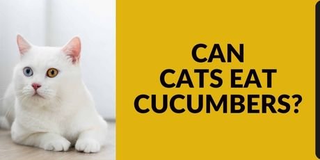 Can Cats Eat Cucumbers