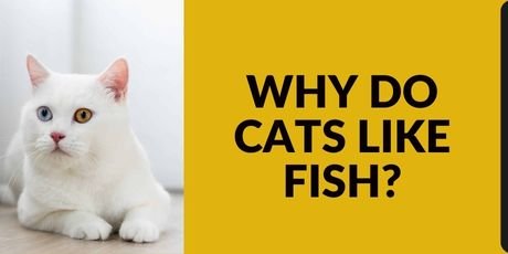 Why Do Cats Like Fish