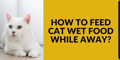 How to Feed Cat Wet Food While Away