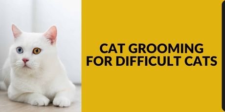 Cat Grooming for Difficult Cats