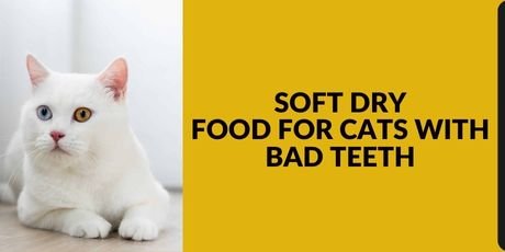 Soft Dry Food For Cats With Bad Teeth