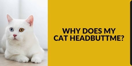 Why Does My Cat Headbutt Me