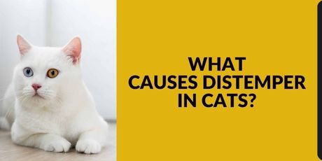What Causes Distemper in Cats