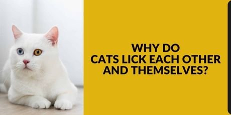 Why Do Cats Lick Each Other and Themselves