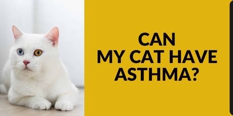 Can My Cat Have Asthma