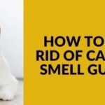 How to Get Rid of Cat Pee Smell Guide