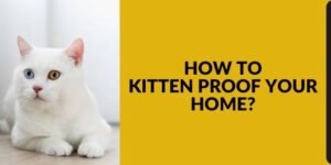 How to Kitten Proof Your Home